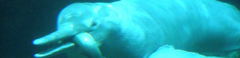 Photos of Pink River Dolphins 26 Photos of Pink River Dolphins