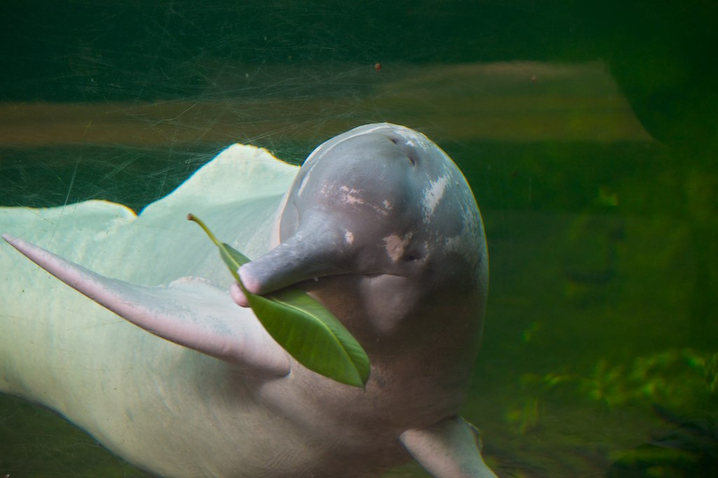 Fun Pink River Dolphin Facts 4 Fun Pink River Dolphin Facts