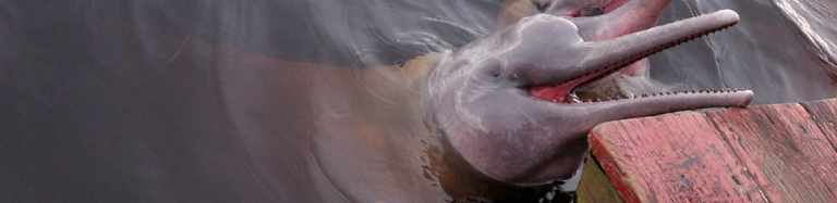 Pink River Dolphins Habitat 27 Pink River Dolphin habitat