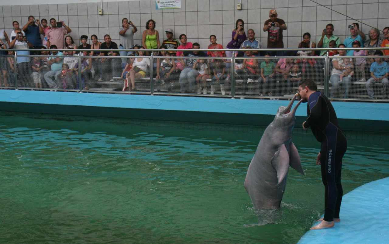 Photos of Pink River Dolphins 5 photos of pink river dolphins