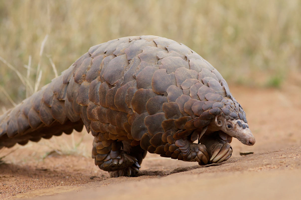 Africa's Little Big Five 9 The ground pangolin, almost in the little big five
