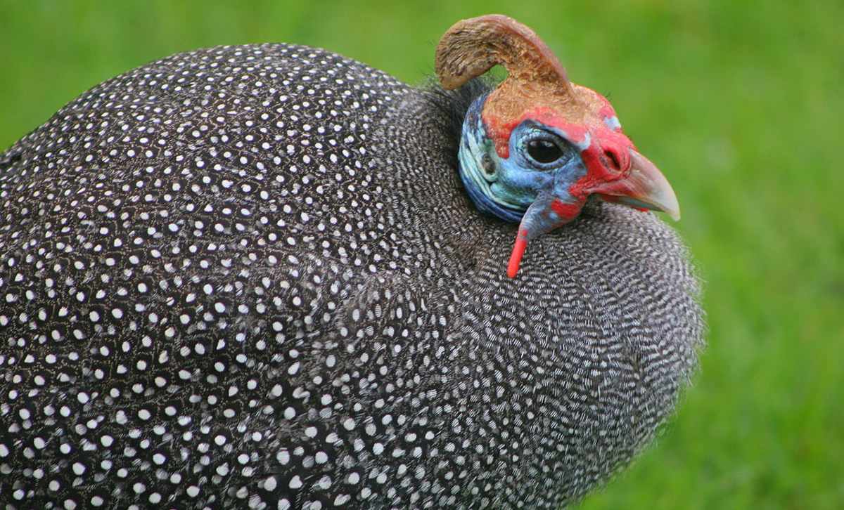Africa's Little Big Five 2 Guinea fowl, the plumpest member of the little big five