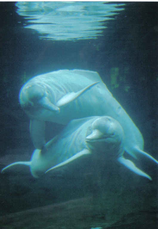 Fun Pink River Dolphin Facts 2 pink river dolphin pod