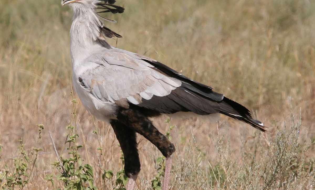 Africa's Little Big Five 3 Secretary Bird of the little big five