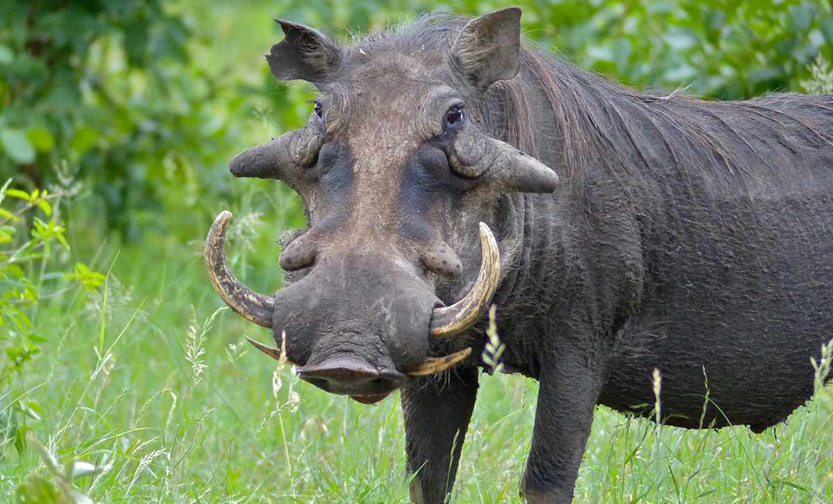 Africa's Little Big Five 5 The warthog of the little big five