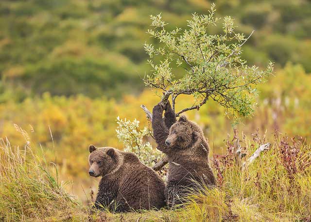 Katmai National Park Bear Tours 4 Katmailand Grizzlies