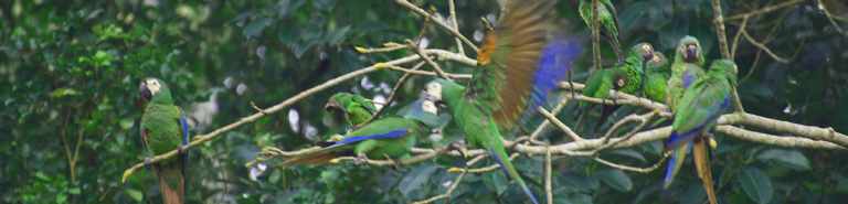 Birds of the Amazon: Macaws, Toucans, Parakeets & Parrots 20 Birds of the Amazon