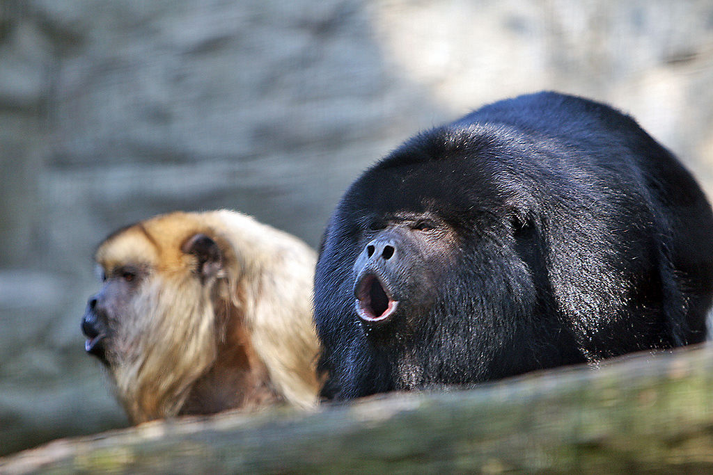 Where Can I See Howler Monkeys, Sloths & Marmosets? 3 Howler Monkeys, Sloths & Marmosets