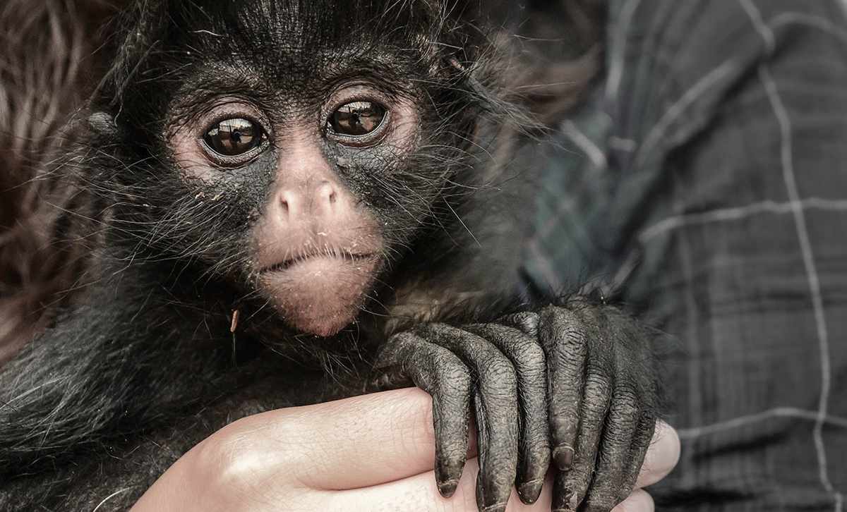 Where Can I See Howler Monkeys, Sloths & Marmosets? 5 Howler Monkeys, Sloths & Marmosets