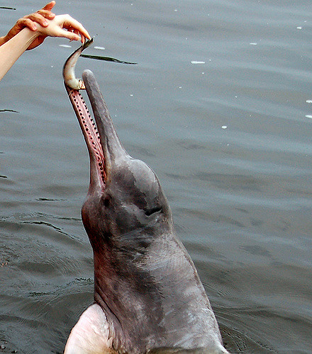 Fun Pink River Dolphin Facts 3 pink river dolphin diet