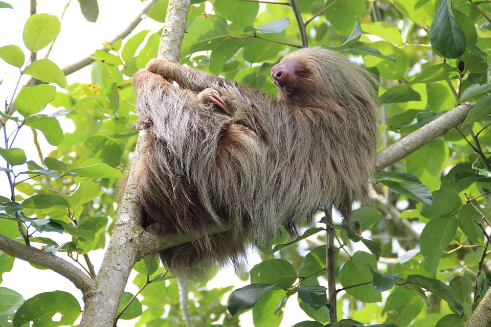 Where Can I See Howler Monkeys, Sloths & Marmosets? 4 Howler Monkeys, Sloths & Marmosets