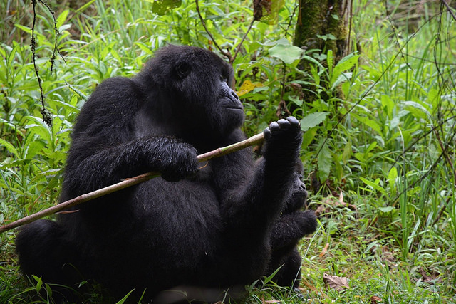 Epicure & Culture Feature: Ecotourism & Rwanda 2 Ecotourism and Gorillas
