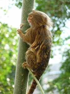 Sustainable Travel Growing: Double Feature 4 Pygmy Marmosets