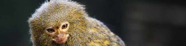 Where Can I See the World’s Smallest Monkey? 17 Marmosets in the wild