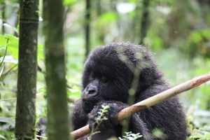 Ecotourism Works: Travel to Rwanda Sustainably 3 Travel Rwanda