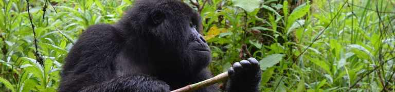Adventure Travel is the New Normal 12 Gorilla Trekking in Rwanda