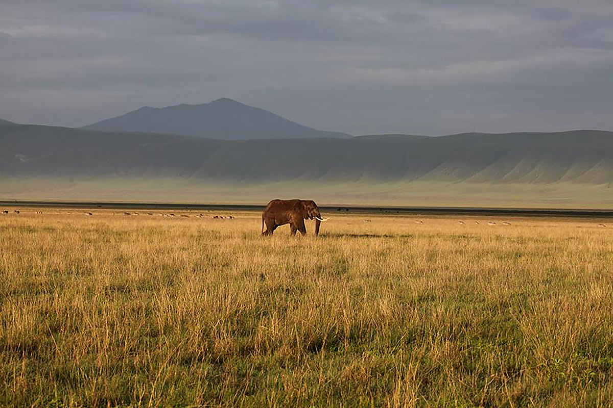 What to Pack for a Safari 2 Elephant on African plain