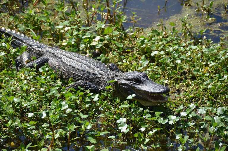 Gondwana's Louisiana Tours Featured in the Washington Post! 11 18309576544 25236f8f25 k