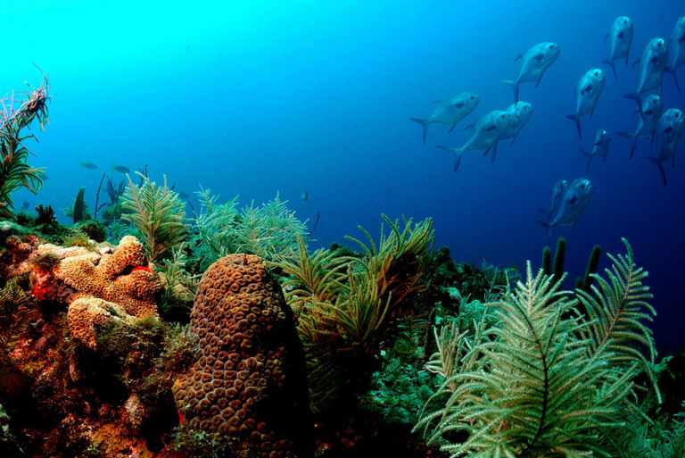 Protecting Coral Reefs - Our New Partnership with Reef Safe Sunscreen 32 9042757601 dfed14a55a b
