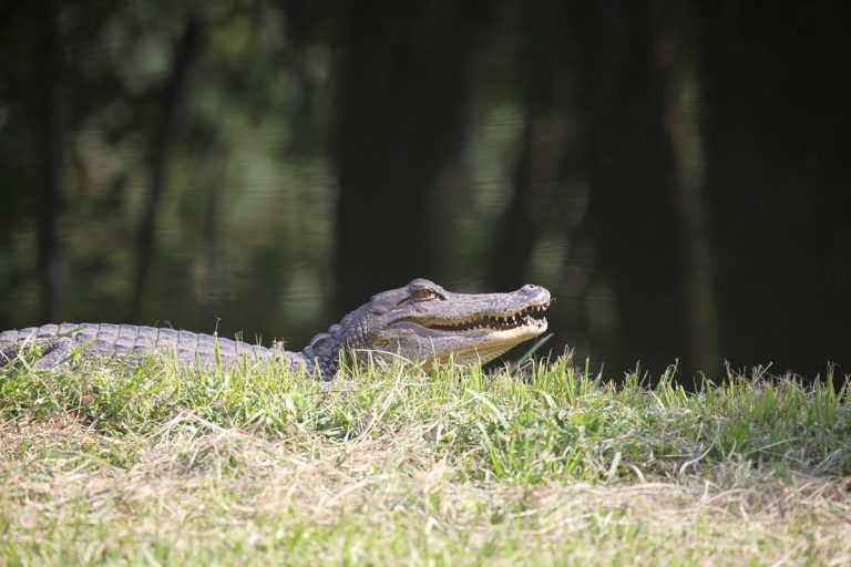 Gondwana's Cajun Tours in The Chicago Tribune! 10 Cajun Tours