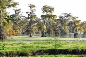 The LA Times Loves Our Cajun Tours! Swamps, Plantations and More! 4 Cajun Tour Swamp