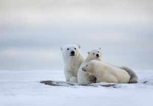 Adventure with Polar Bear 10 A Polar Bear Family