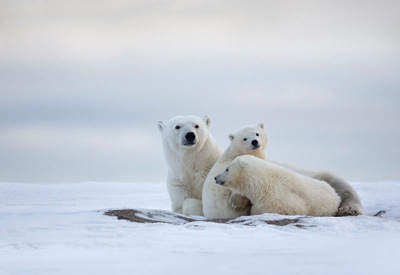 “The True Arctic: Exploring Northernmost Alaska” 2 A Polar Bear Family