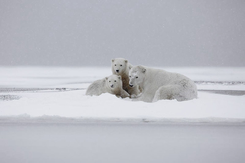 Luxury Travel Magazine: Our Polar Bear Adventure Tour 2 Polar Bear Mother and Cubs