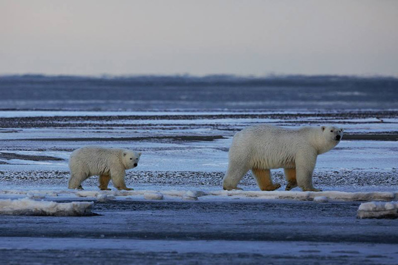 Last-Chance Tourism? 2 Two polar bears walking on ice in Alaska