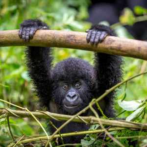 Rwanda: Mountain Gorilla Safari 13 baby gorilla swinging in rwanda