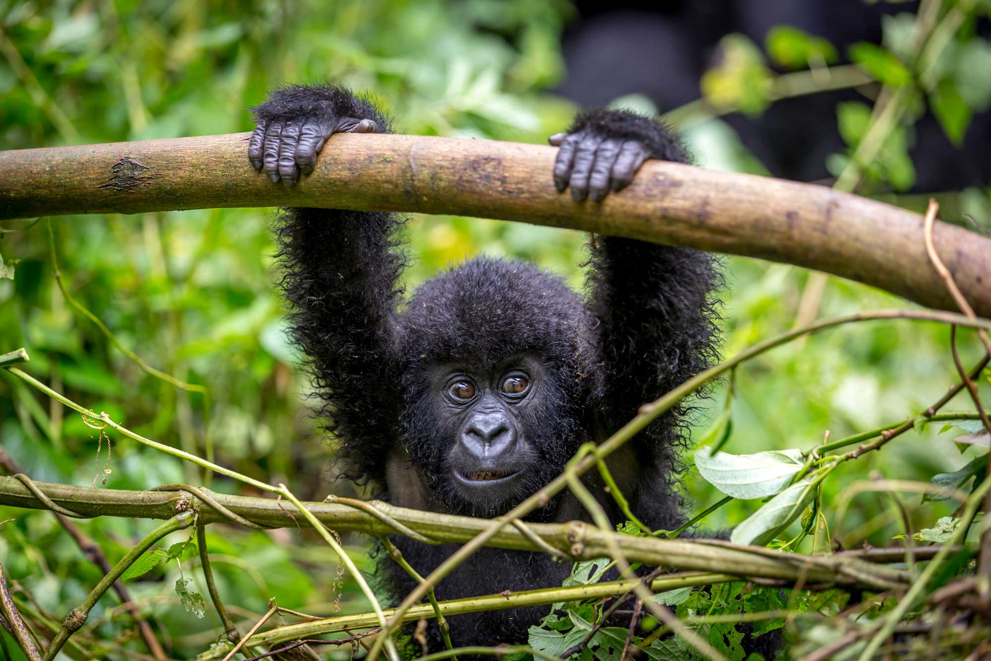 Tanzania: Great Migration Safari 11 Image