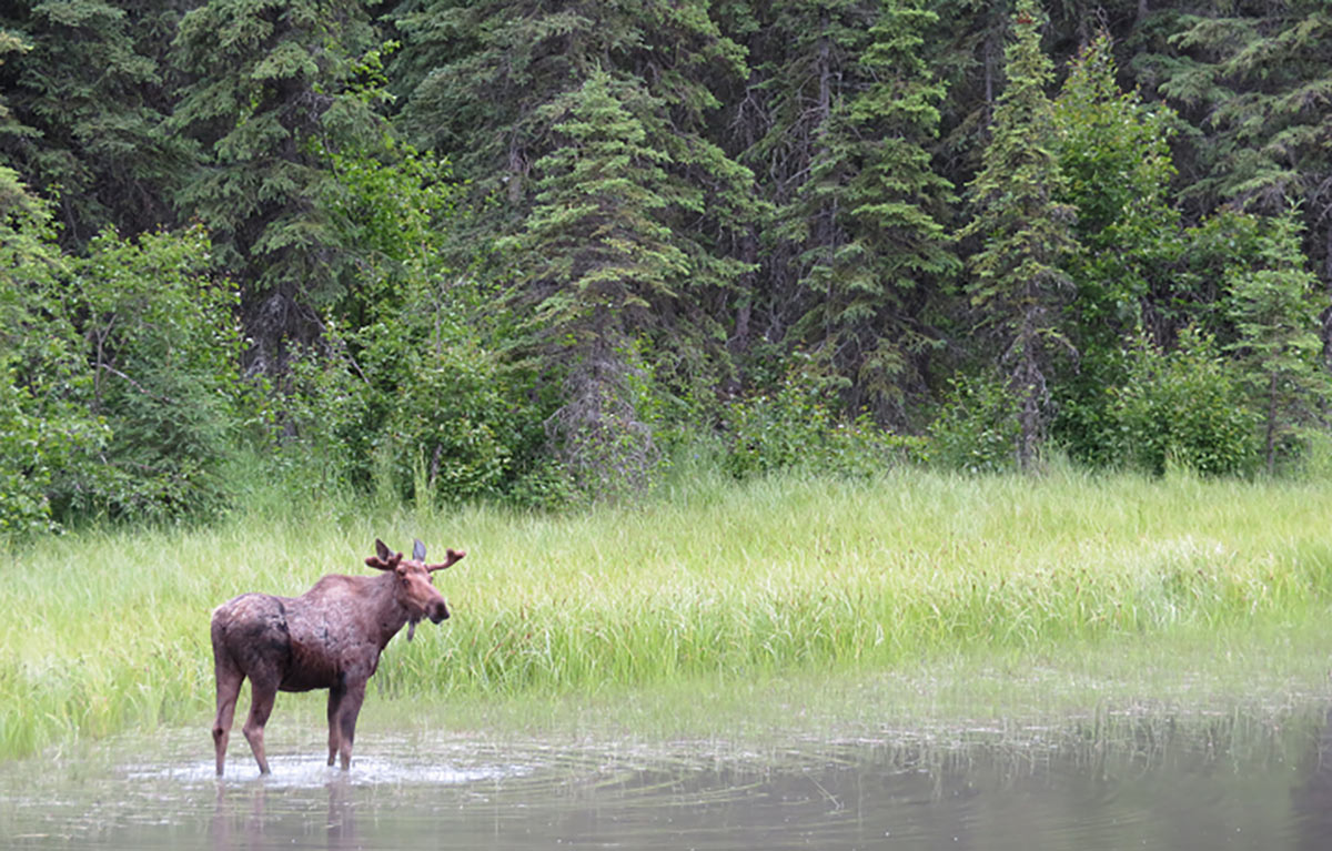 The Wild is Calling: 12 Off the Beaten Path Experiences in Alaska 6 Moose are often seen on trips to Alaska