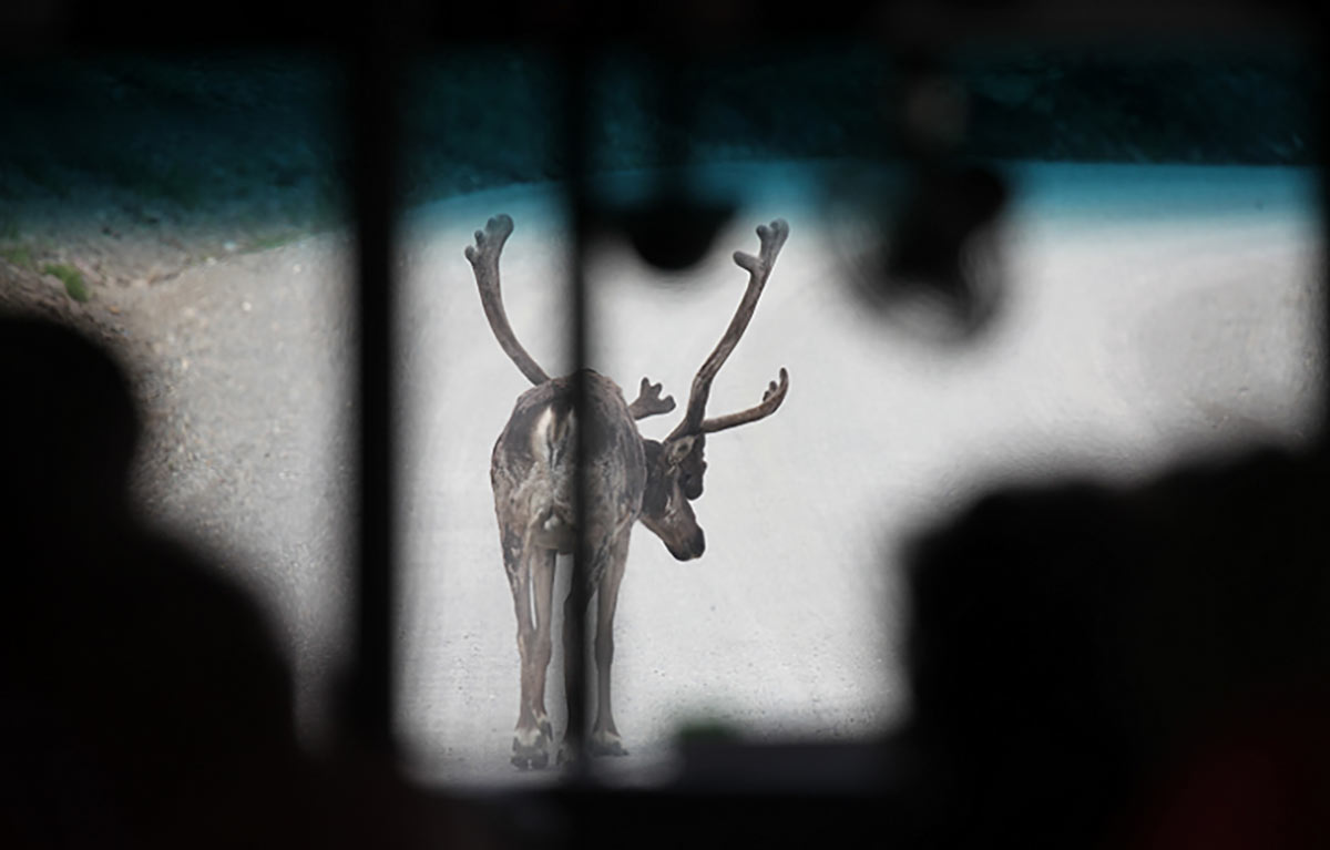 The Best of Alaska in the Summer 3 Moose are often spotted throughout Alaska in summer.