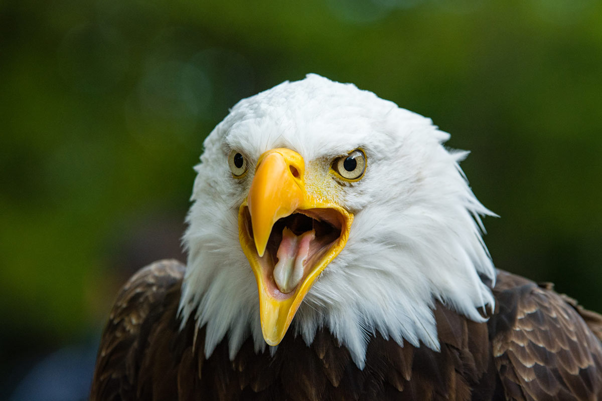 Birds of Alaska 2 bald eagle alaska tour