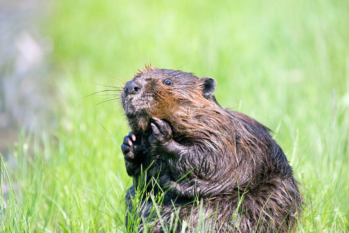The Wild is Calling: 12 Off the Beaten Path Experiences in Alaska 12 An Alaskan Beaver