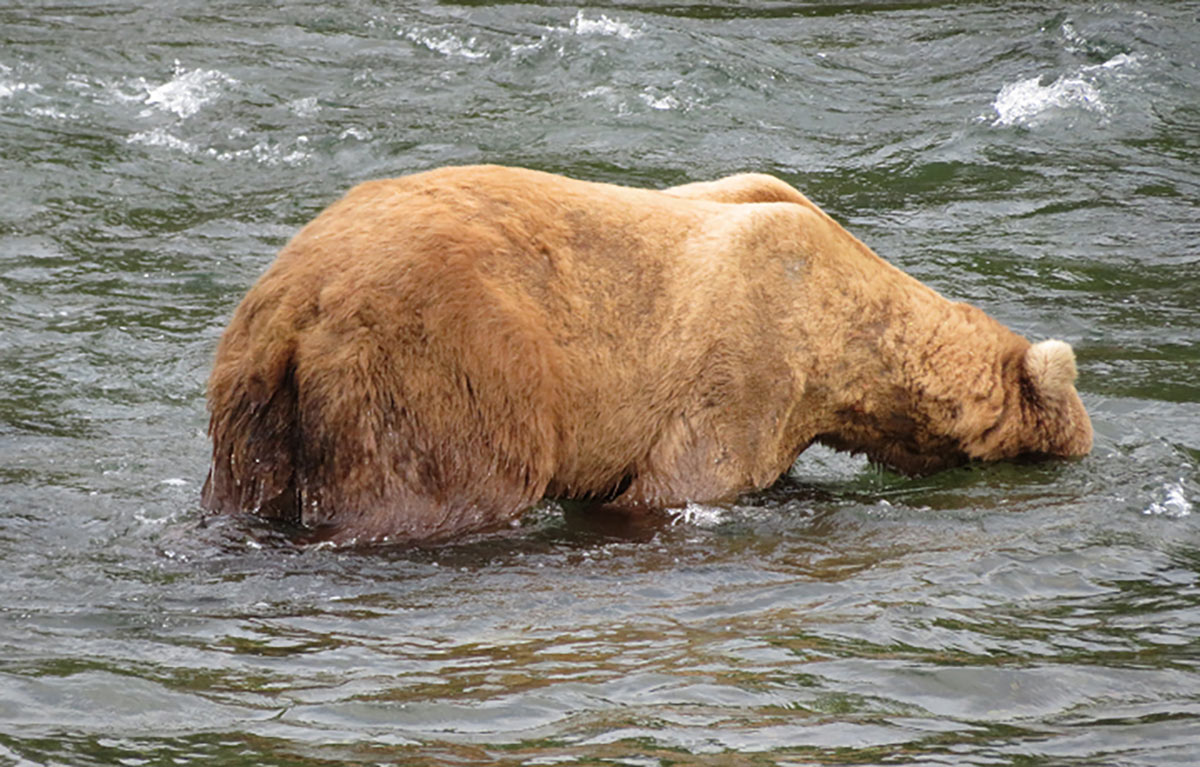The "End of the Road," Your Homer, Alaska, Trip Guide 4 brooks falls alaska bear fishing salmon