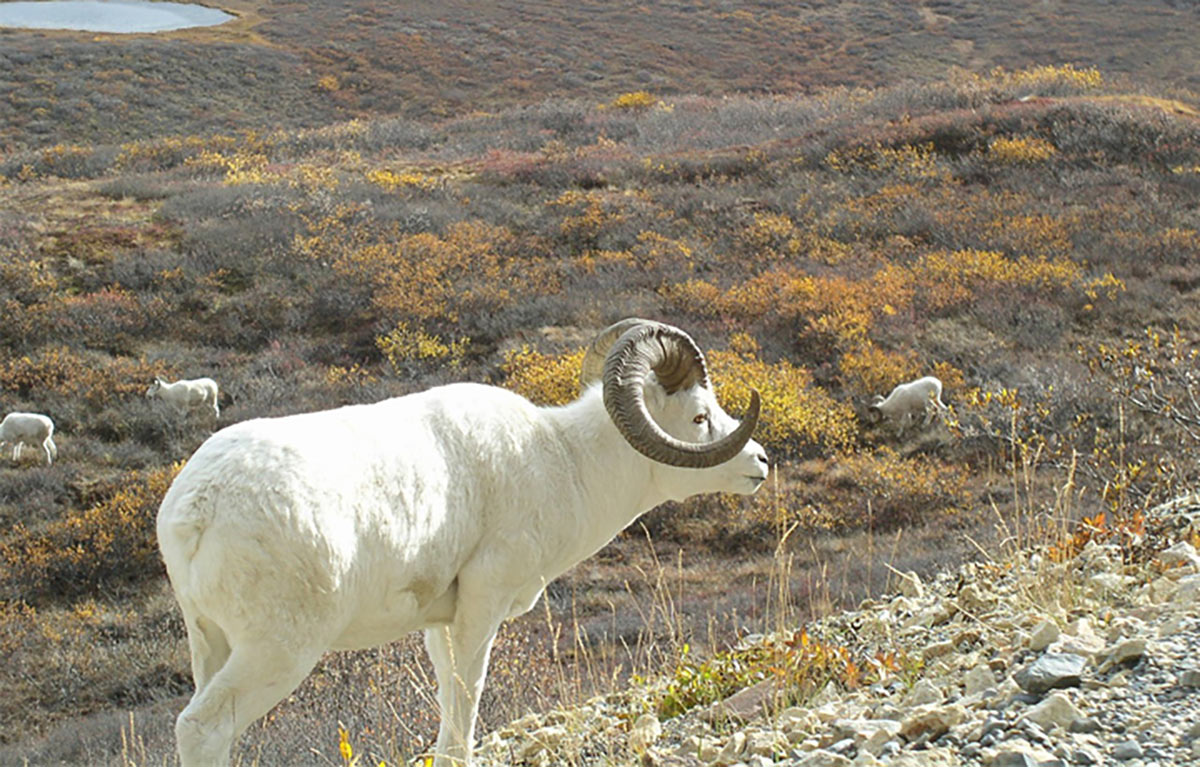 The Wild is Calling: 12 Off the Beaten Path Experiences in Alaska 10 A Dall Sheep grazing in Alaska