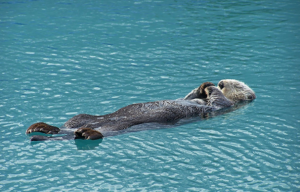 The Best of Alaska in the Summer 9 kayak sea otter sea lion alaska resurrection bay