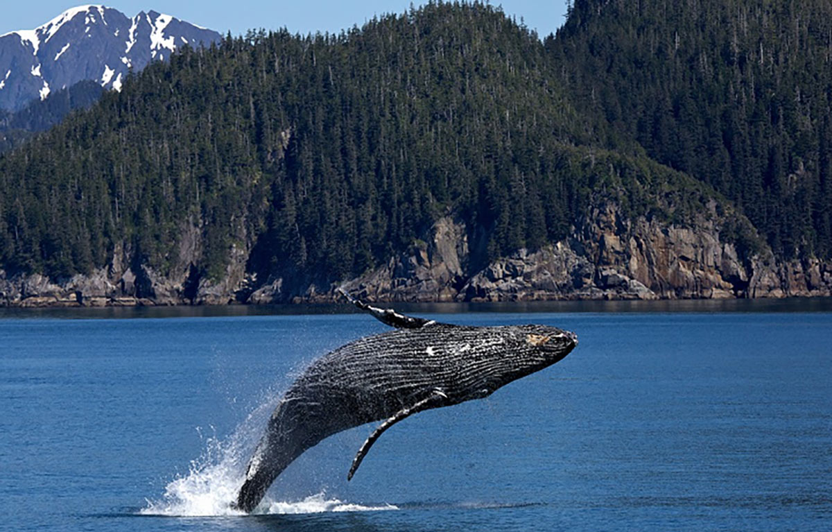Our Animal Welfare Policy 3 kenai fjords whale watching alaska cruise