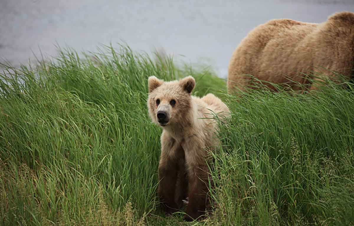 The Best of Alaska in the Summer 8 Grizzly cub