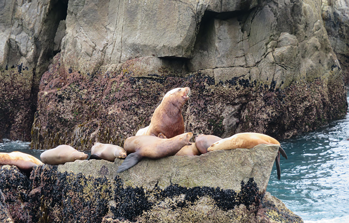 The Best of Alaska in the Summer 6 Sea Lions in Alaska