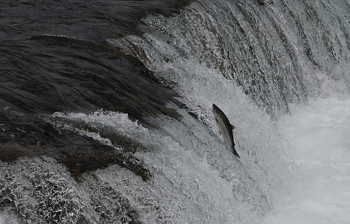 The Wild is Calling: 12 Off the Beaten Path Experiences in Alaska 14 A salmon jumping a river in Alaska