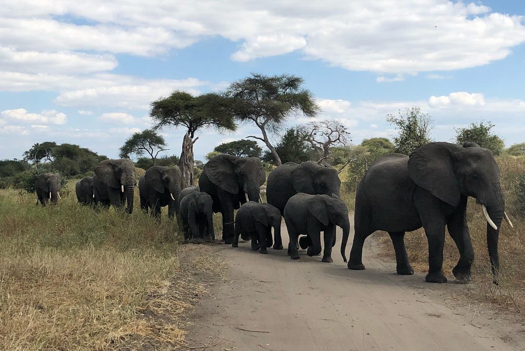 Discovering Africa's Big Five 7 Elephants in Tarangire National Park part of Africa;s big five viewing