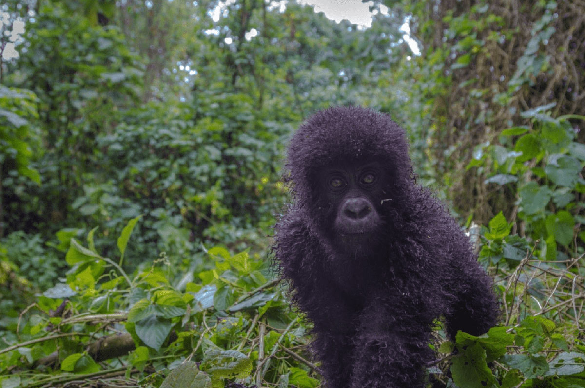 Gorilla Trekking Q&A 3 small gorilla