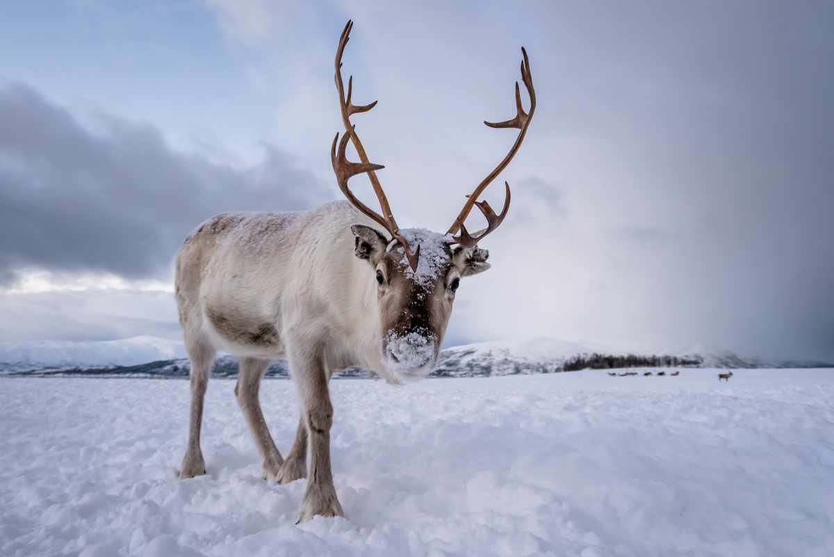 Running Reindeer Ranch Enjoyable Experience 4 reindeer2