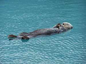 Glacier Kayaking in Kenai Fjords National Park 3 Resting Sea Otter in the Kenai Fjords of Alaska
