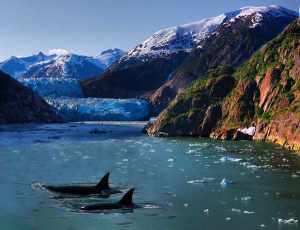 Glacier Kayaking in Kenai Fjords National Park 4 Whales in Alaska's Kenai Fjords