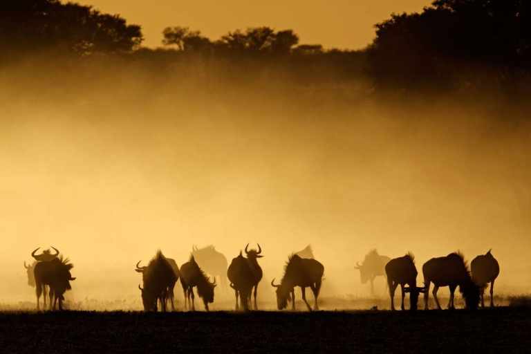 Camping Safari? 41 Wildebeest at Dusk from Tanzinia Camping Safari