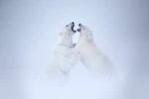 Photograph Polar Bears! New Press From the Boston Globe! 2 Two male polar bears fighting