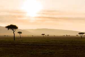 Tanzania’s Top 5 National Parks 4 Acacia trees in Masai Mara National Park